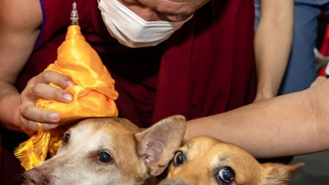 Vesak Eve 2024 – Thekchen Choling (Animal Blessing Night)