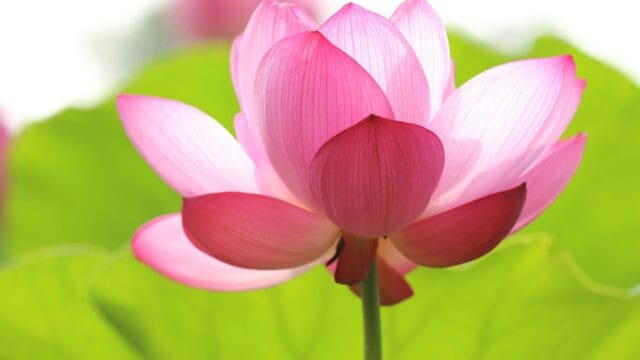 Request for 3 refuges and Buddhist name